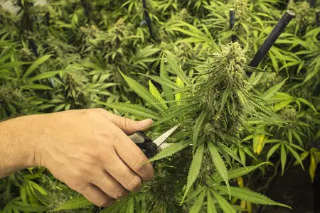 5 Legal Ways to Invest in Weed