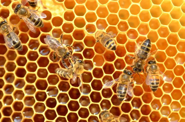 How Much Does it Cost to Get Started in Beekeeping?