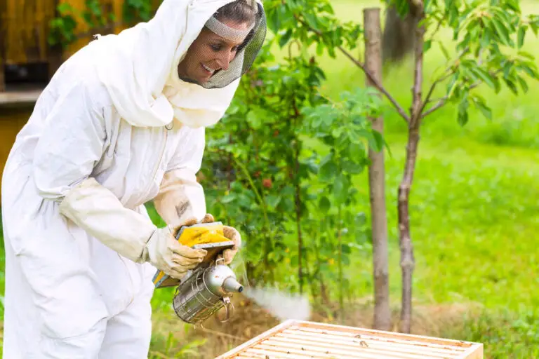 How to Start Beekeeping [Beekeeping for Beginners’ Guide]